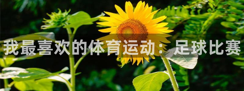 球王会体育：我最喜欢的体育运动：足球比赛